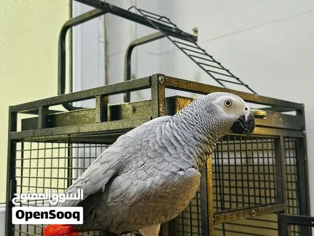 كاسكو للبيع سعر مناسب جداً العمر 3 سنوات يتكلم اكثر من 20 كلمه اليف فول اللافه مابي عضه حلقه فضيه بي