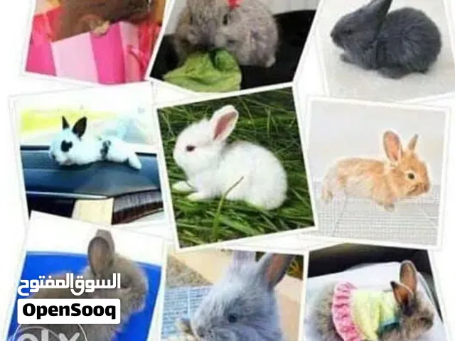 أرانب هولندية صغيرة، أليفة، ألوان مميزة وملحقاتها