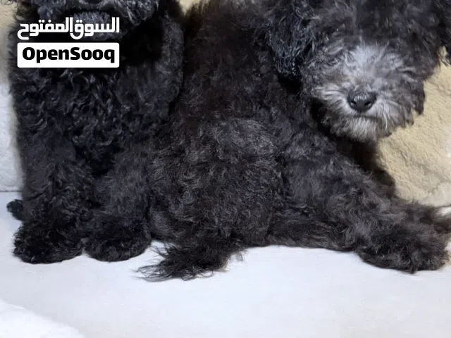 كلاب توي بودل