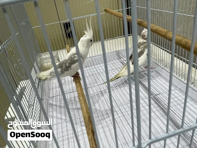 للبيع زوج كروان شرط منتج لون ومستوا
