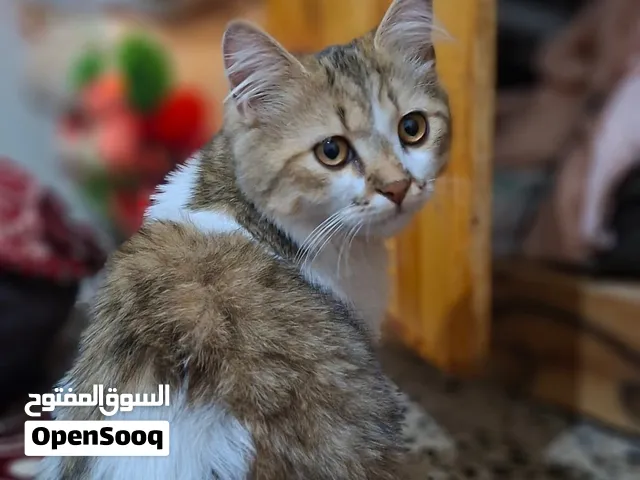 قطه شيرازي حلوه وبسعر حلو