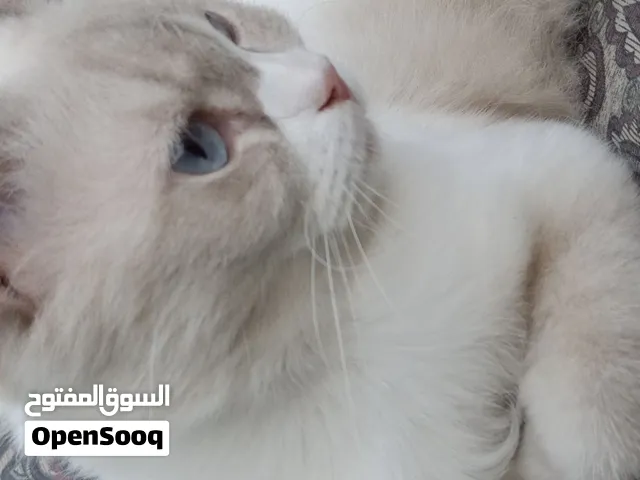 قطة رادغول مكس