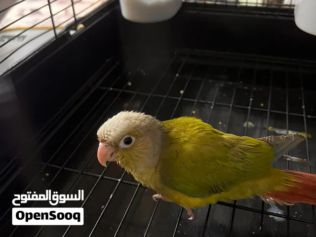 سلام عليكم كنيور عمره 3 اشهر ونصف طير اليف ولعوب وحيوي