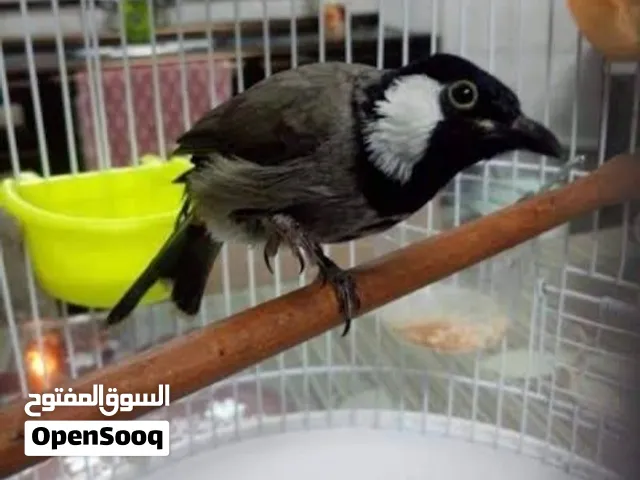 بلبول نچر للبيع
