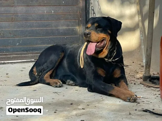 كلبة رود للبيع