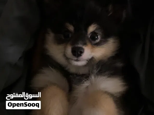 للبيع بومرينيان