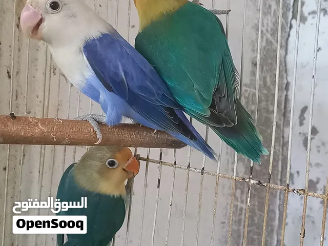 كوبية فيشر تحتها طرف انتاج