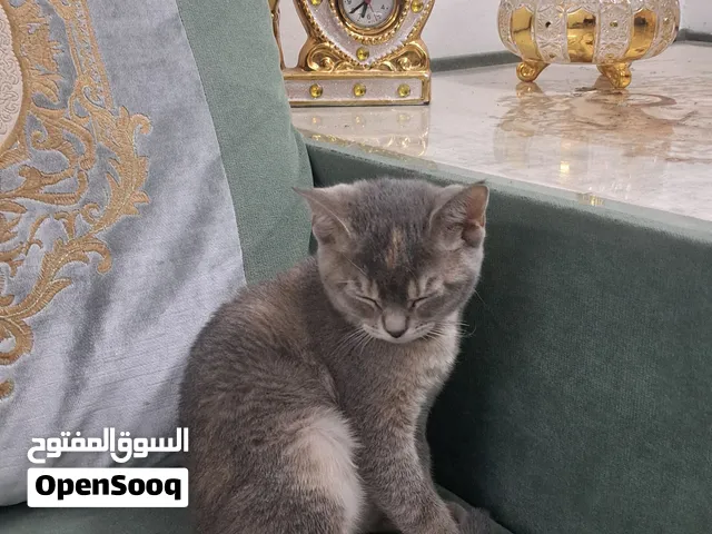 للتبني adoption