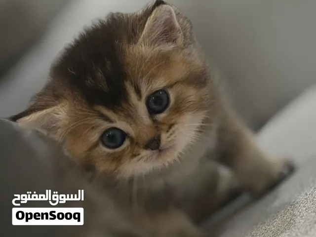 كتن قطط للبيع جدة