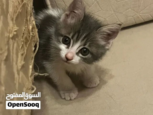 قطط كتنز للتبني عمرهن شهرين الام نوع الروسي الازرق والاب بلدي والكتنز نوع تابي