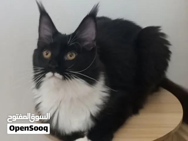 pure main coon kitten  AED 4800  ماين كون اصلي