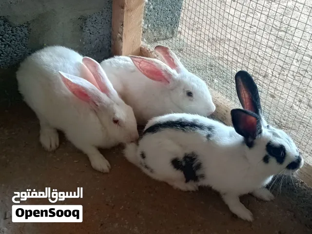 سلام عليكم