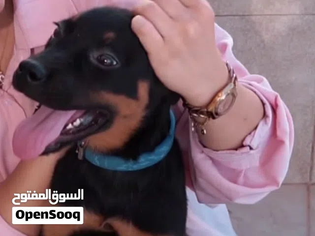Rottweiler female...روت وايلر بيور مع جميع المطاعيم ومايكروشيب