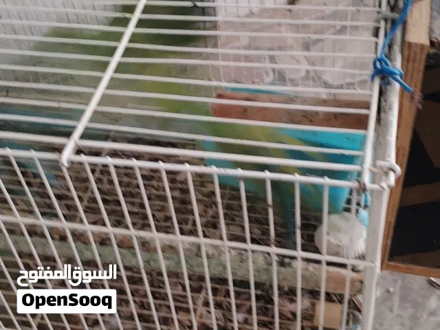 دره بغبغاء اخضر