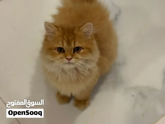بيرشن ذكر العمر 6 اشهر