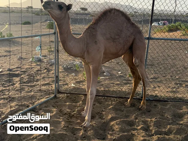 جعود للبيع ماشاء الله