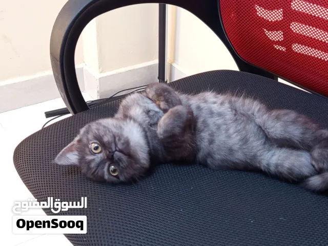 قطة سكوتش ستريت أنثى