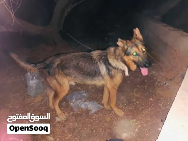 سلام عليكم كلب جيرمان القوه الا بالله درجه اولى حراسه دفاع ربي يبارك ذكر