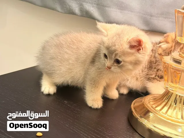 قط ميكس سكوتش فولد الام وشيرازي الاب