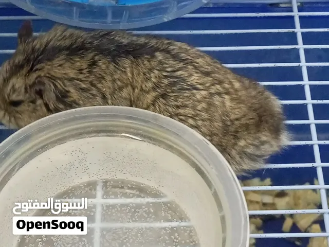 هامستر روسي