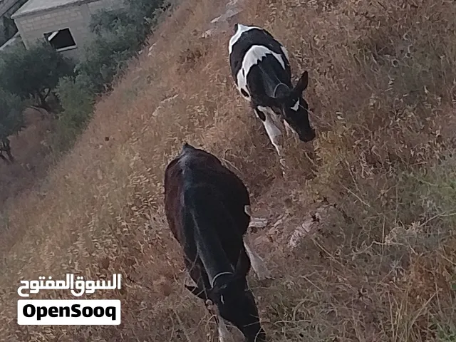 ثلث عجلات صلات النبي شغل مجنوه ثنتين ست شهور وحده خمسه  للبيع