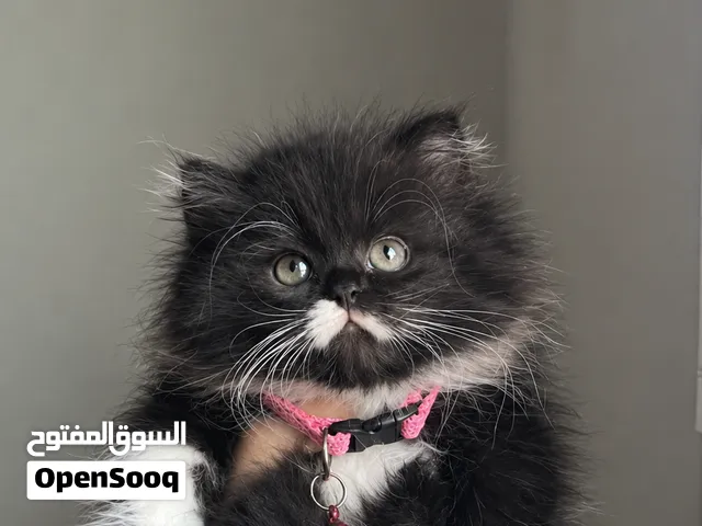 تواصل عبر واتساب انثى شيرازي باندا مون فيس بيور وبره كثيفه العمر 50يوم أطراف قصيره