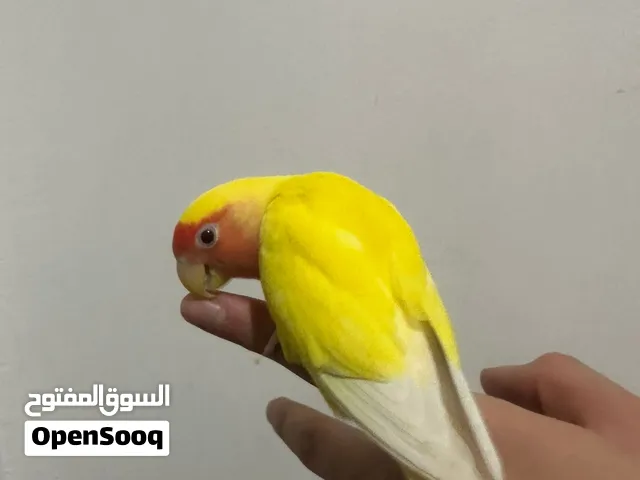 انثى طالبه زواااج