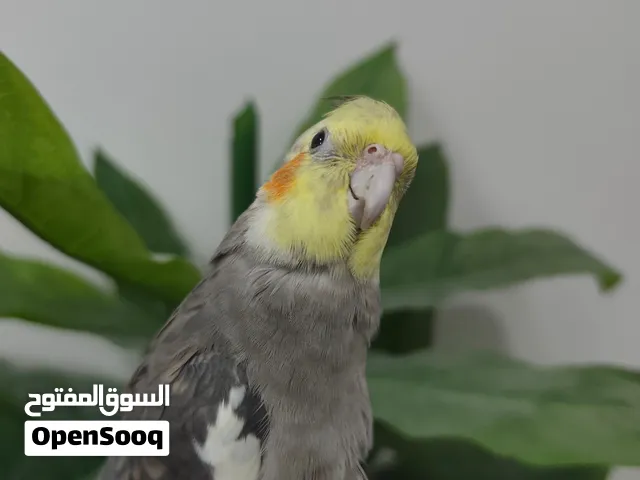 للبيع كوكتيل ذكر اليف العمر 6 شهور