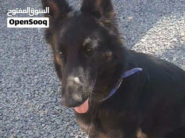 جيرمن شيبرد ورك لاين انثى