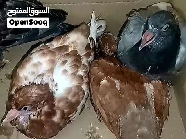 للبيع زغاليل حمام بلدي نخب أول