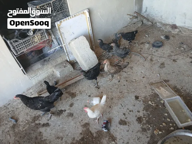 9 حبات دجاج للبيع  الحبه على 2.50