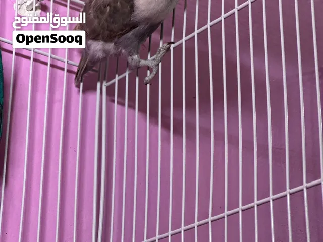 انثى فشر ب 20