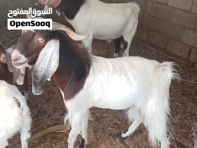 صخول اكصابة او جني