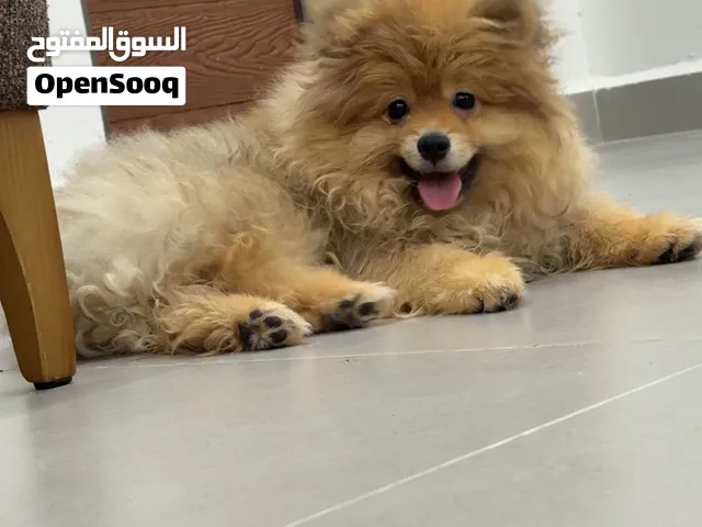 كلب بو العمر3 اشهر