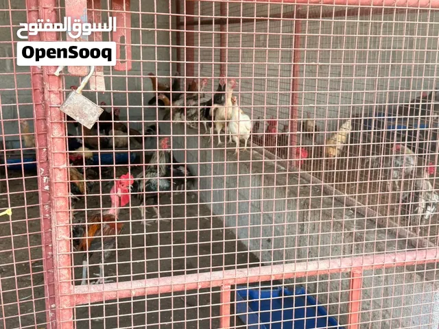 دجاج عماني