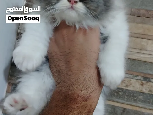 كتن بيرشن افطس