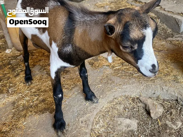 السلام عليكم صخله ورها نثيه اصليه صار 3 ايام من جابت توم الفحل خذاه صاحبي والنثيه بقت وياهم فحل اصلي