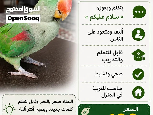 ببغاء نيبالي أليف ومتكلم