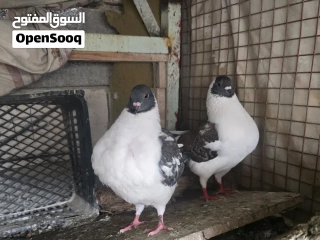 حمام كنك زوجين مزاويج زوج جواهن افراخ والزوج الثاني على وشك بيض وتك فحل