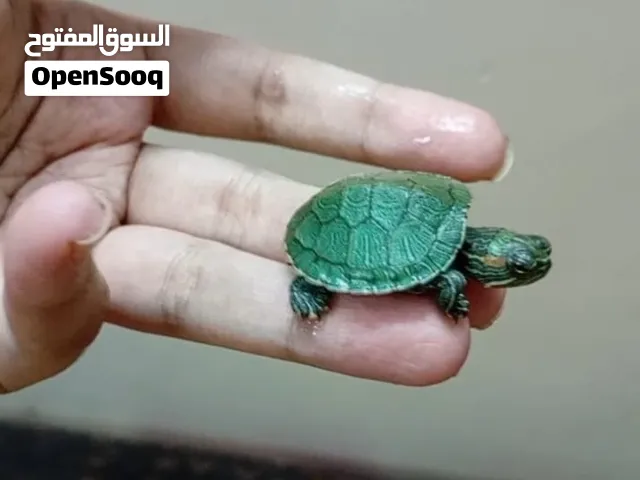 سلاحف صغيره  أرنب بطه