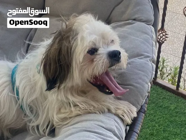 للبيع كلب شيتزو ذكر قابل للتفاوض بحد معقول او تبادل بشي مناسب