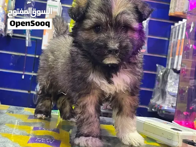 بيع كلاب امريكي