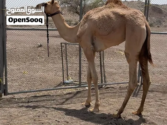 بكره حجه للبيع للبيع