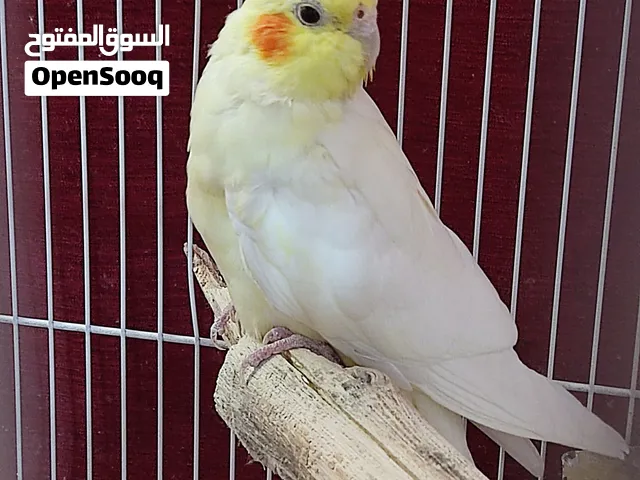 طائر كوكتيل امايه صوت جميل لكيه افراخ الون اصفر