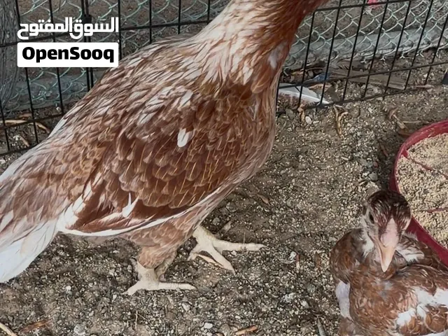 ديايتين للبيع بنجابي و سندي