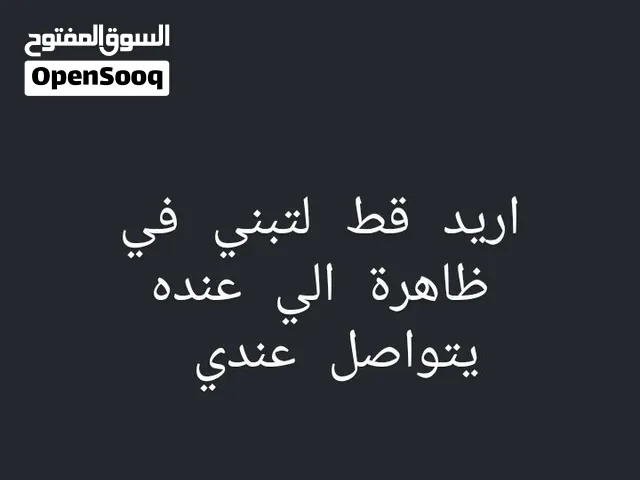 اريد قط غير بلدي ذكر لتبني