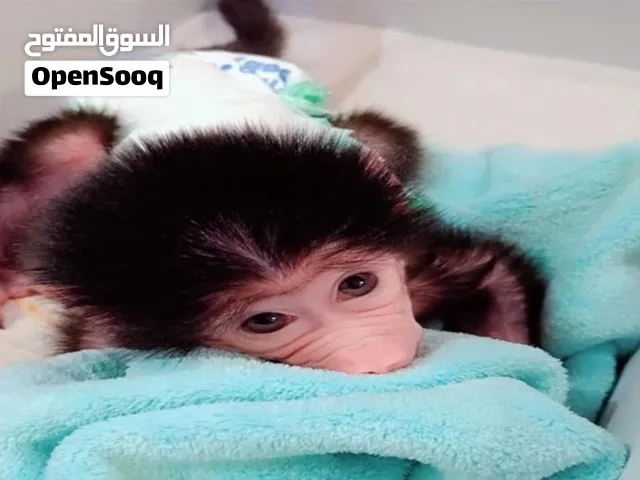 قرد صغير للبيع