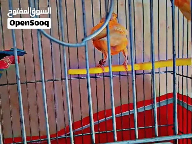جوز كنار جزريات الطيره مقبره الموقع جرش