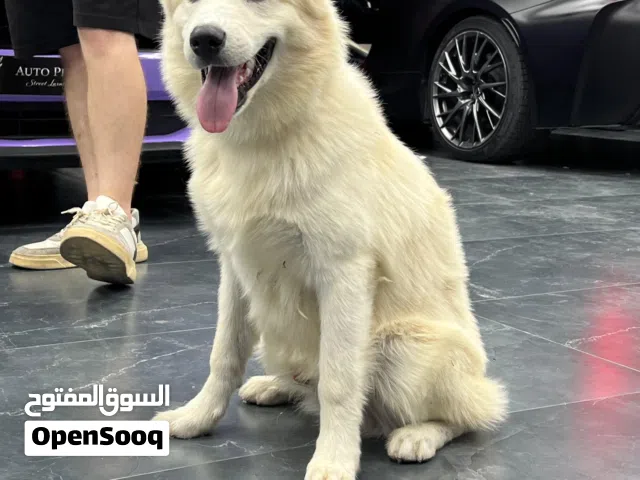 هاسكي للتبني husky for adoption
