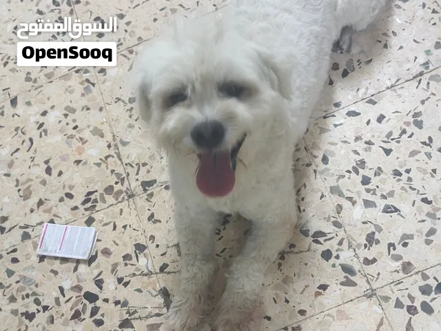 كلبين سنه  و كلبين شهرين اتنين ذكور و اتنين انثى